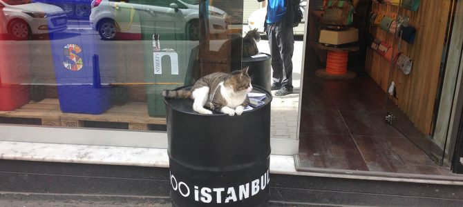 Cats of Istanbul – Part I